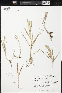 Phalaris amethystina image