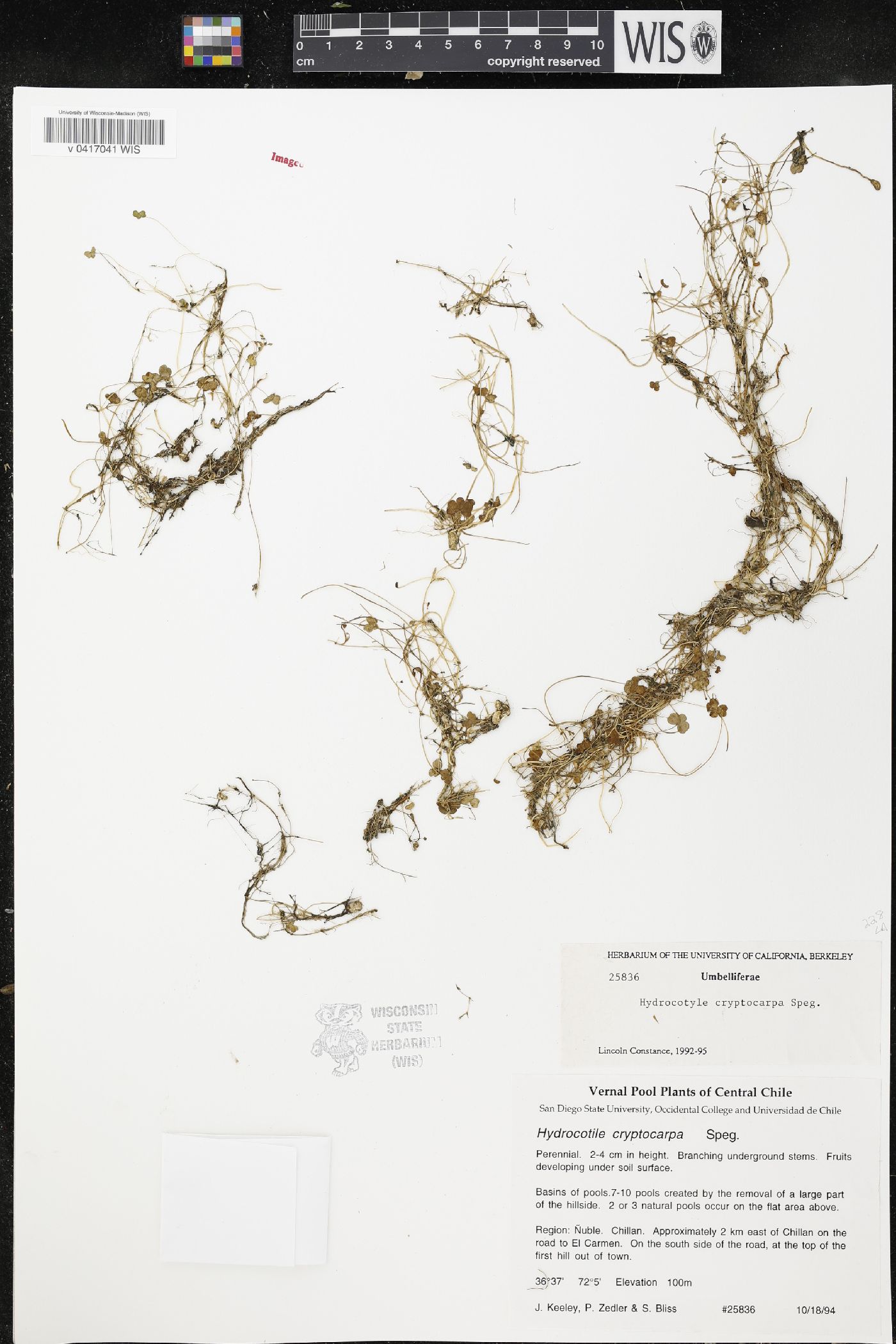 Hydrocotyle cryptocarpa image