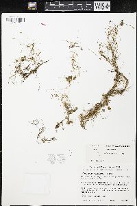 Image of Hydrocotyle cryptocarpa