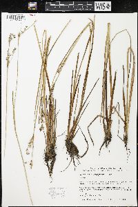 Juncus microcephalus image