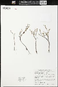 Blennosperma chilense image