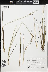 Juncus microcephalus image
