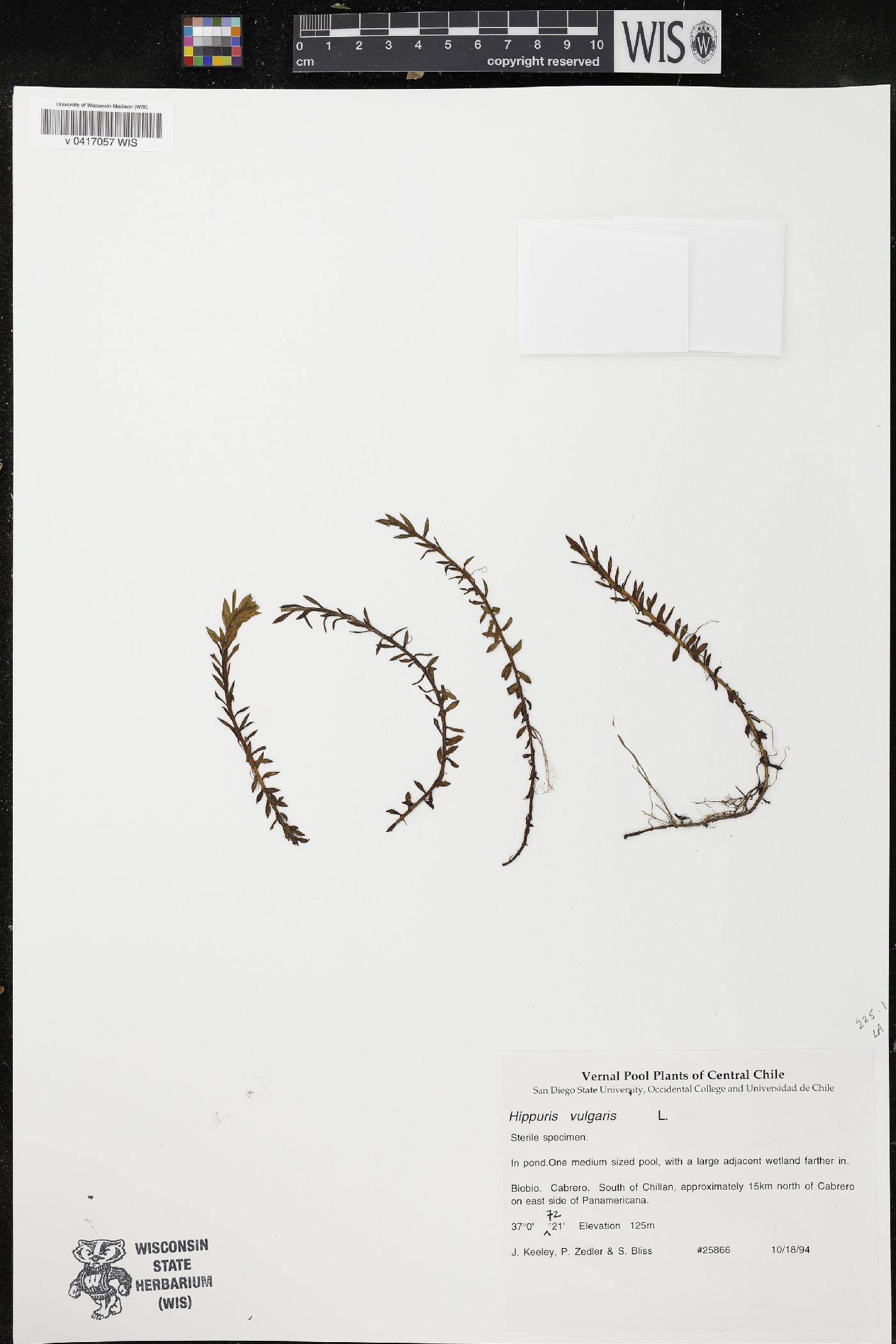 Hippuris vulgaris image
