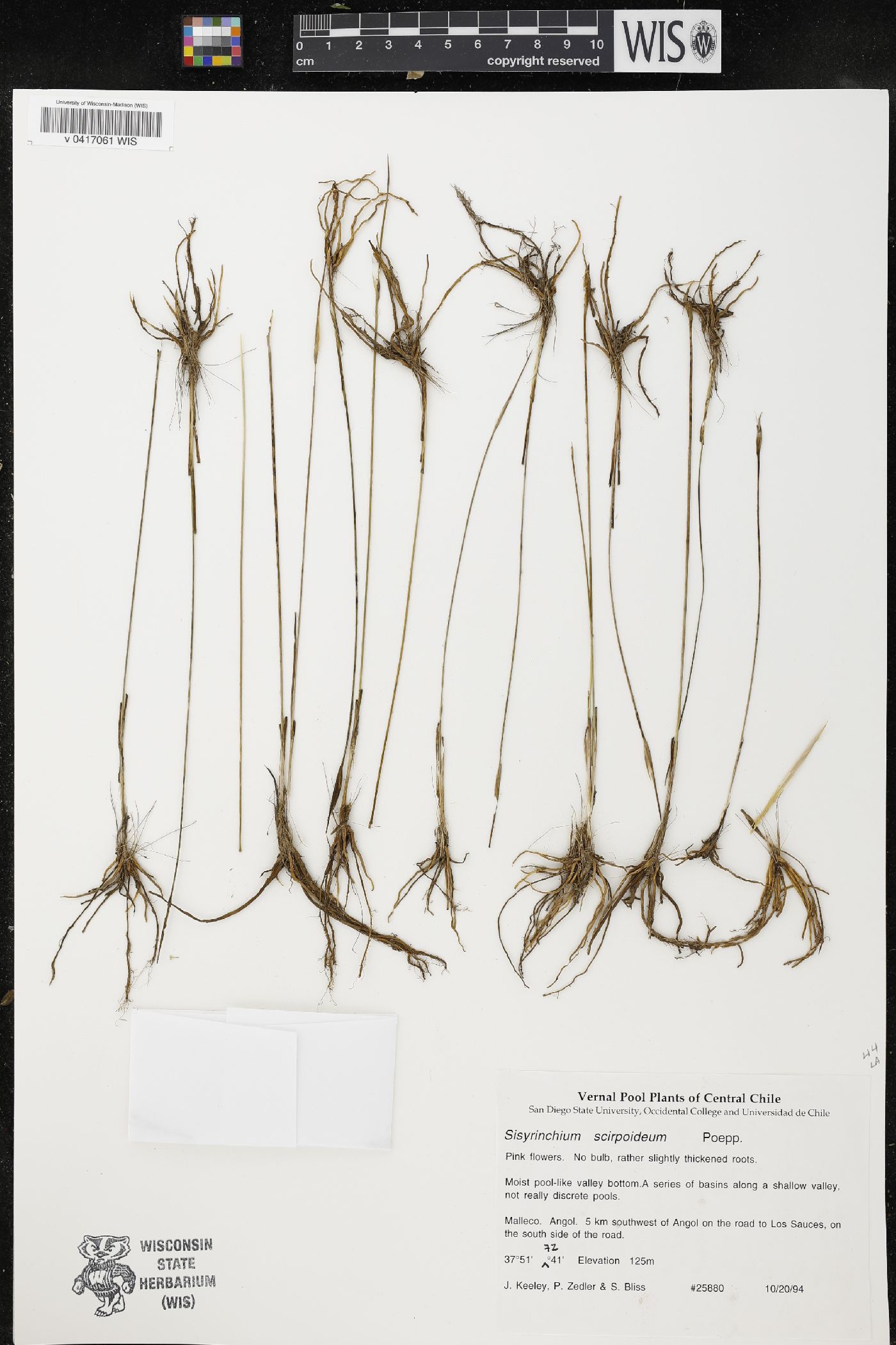 Olsynium scirpoideum image