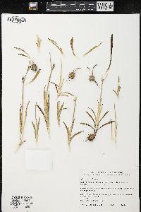 Sparaxis bulbifera image