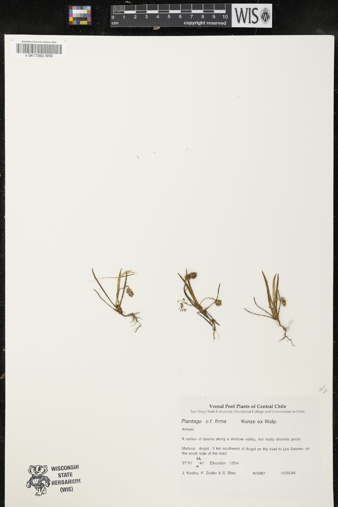 Plantago firma image