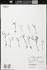 Blennosperma chilense image