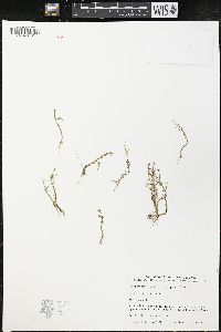 Downingia pusilla image