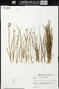 Juncus microcephalus image