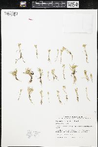 Navarretia involucrata image