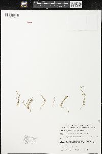 Downingia pusilla image