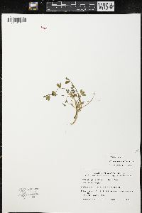 Trifolium physanthum image