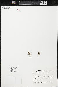 Downingia pusilla image