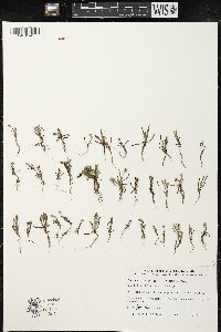 Plantago firma image
