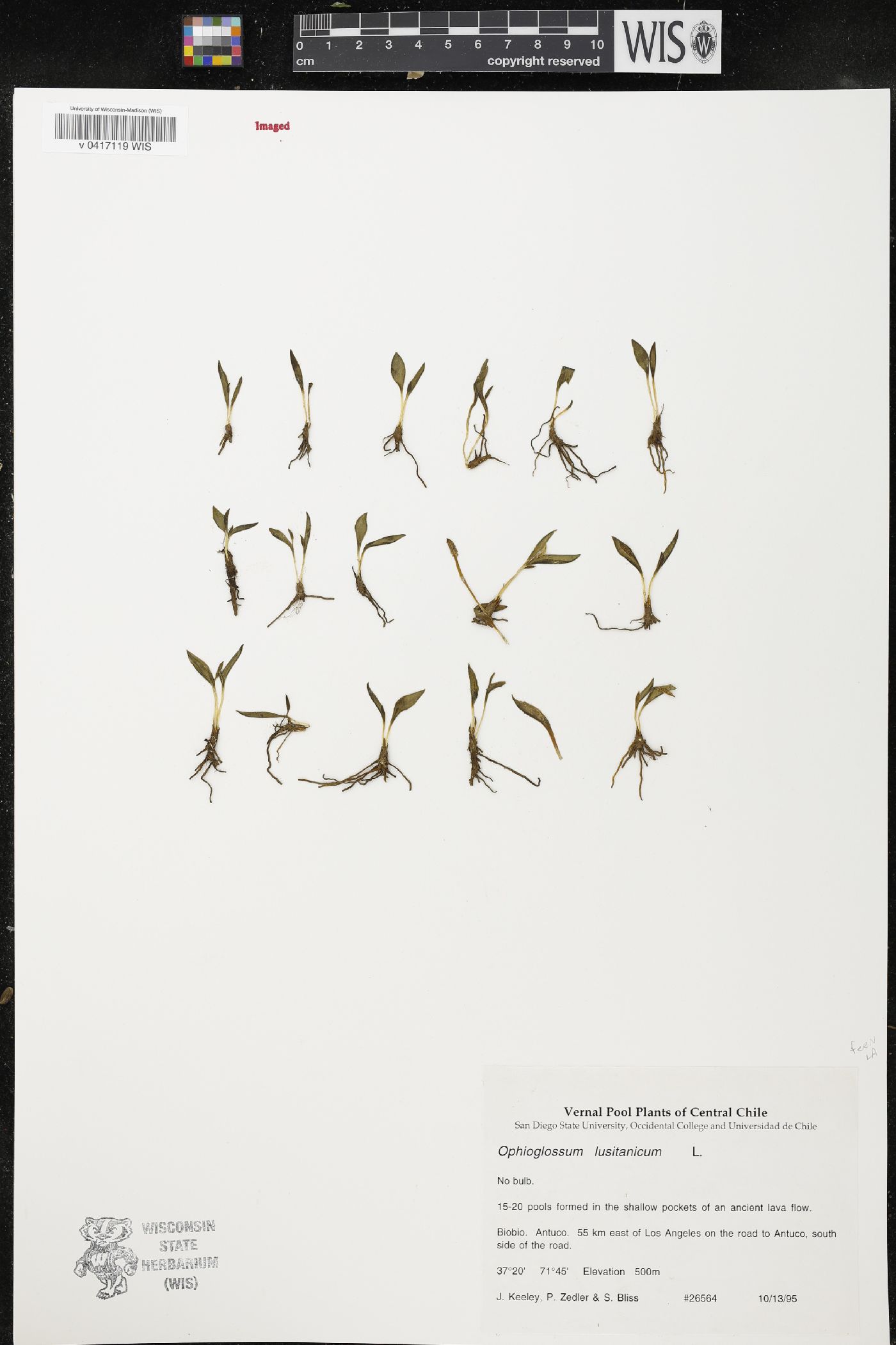 Ophioglossum lusitanicum image
