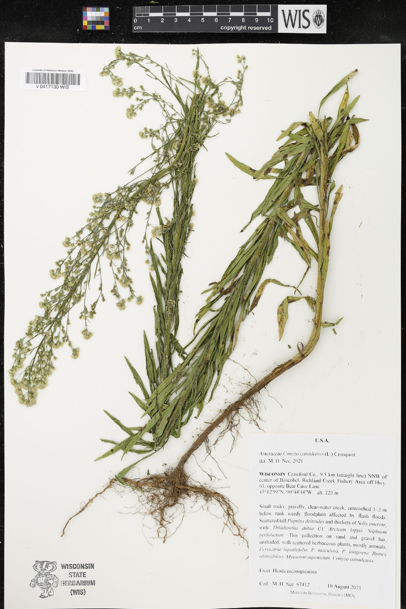 Conyza canadensis image
