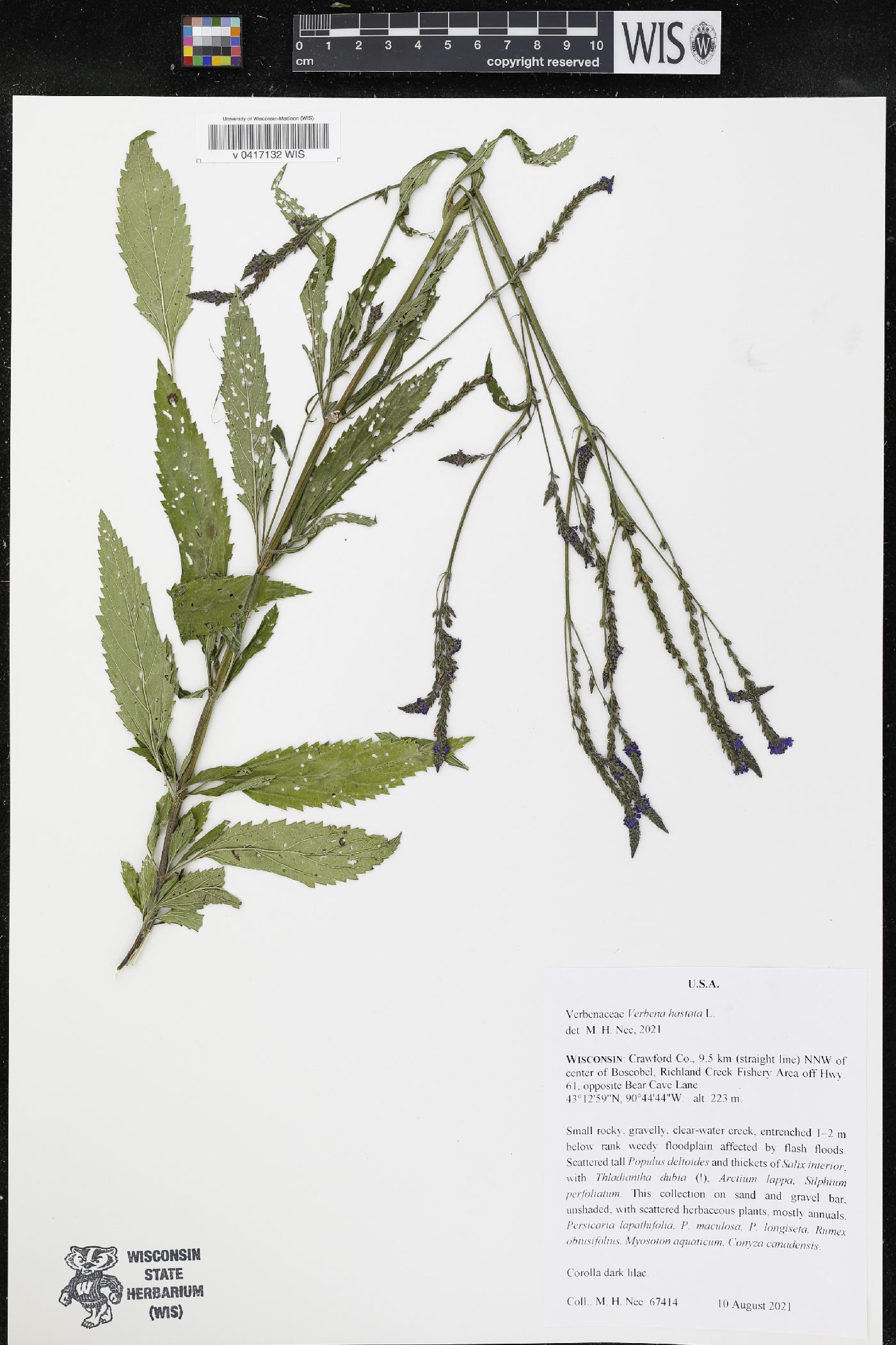 Verbena hastata image