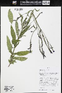 Verbena hastata image