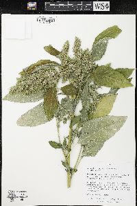 Amaranthus retroflexus image