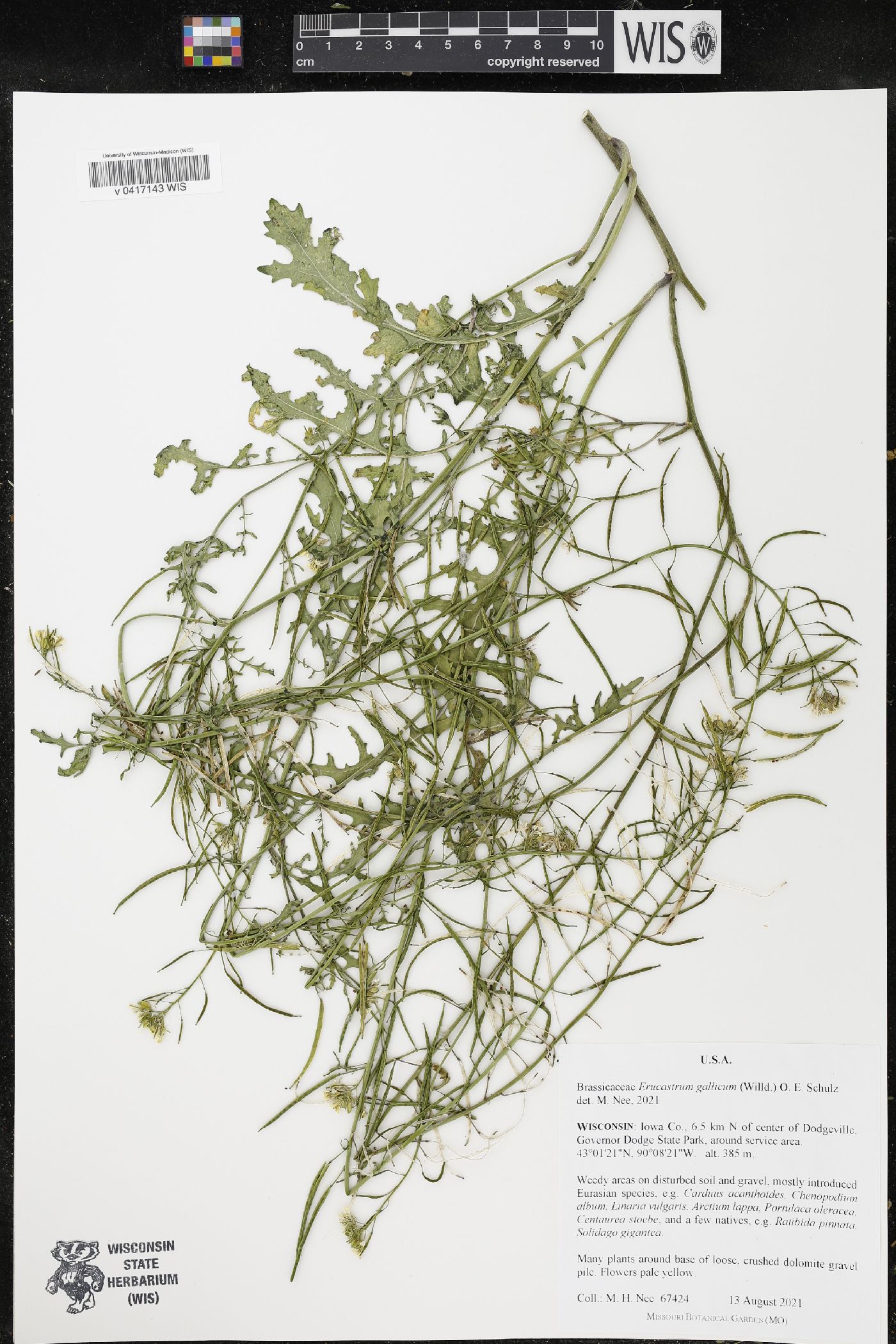 Erucastrum gallicum image