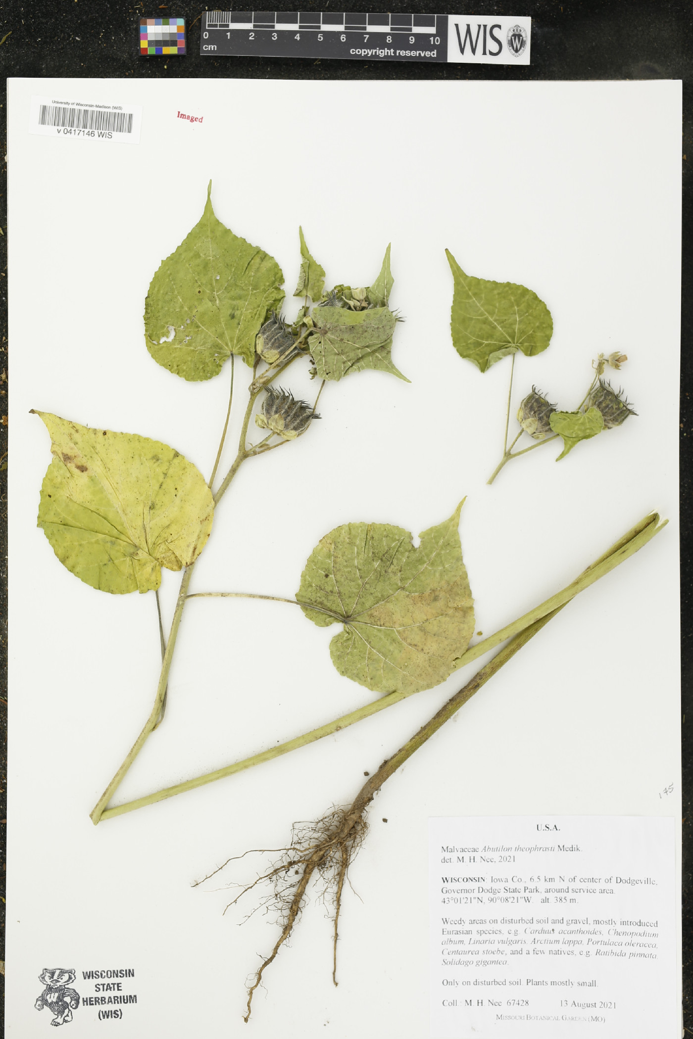 Abutilon theophrasti image