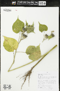 Abutilon theophrasti image