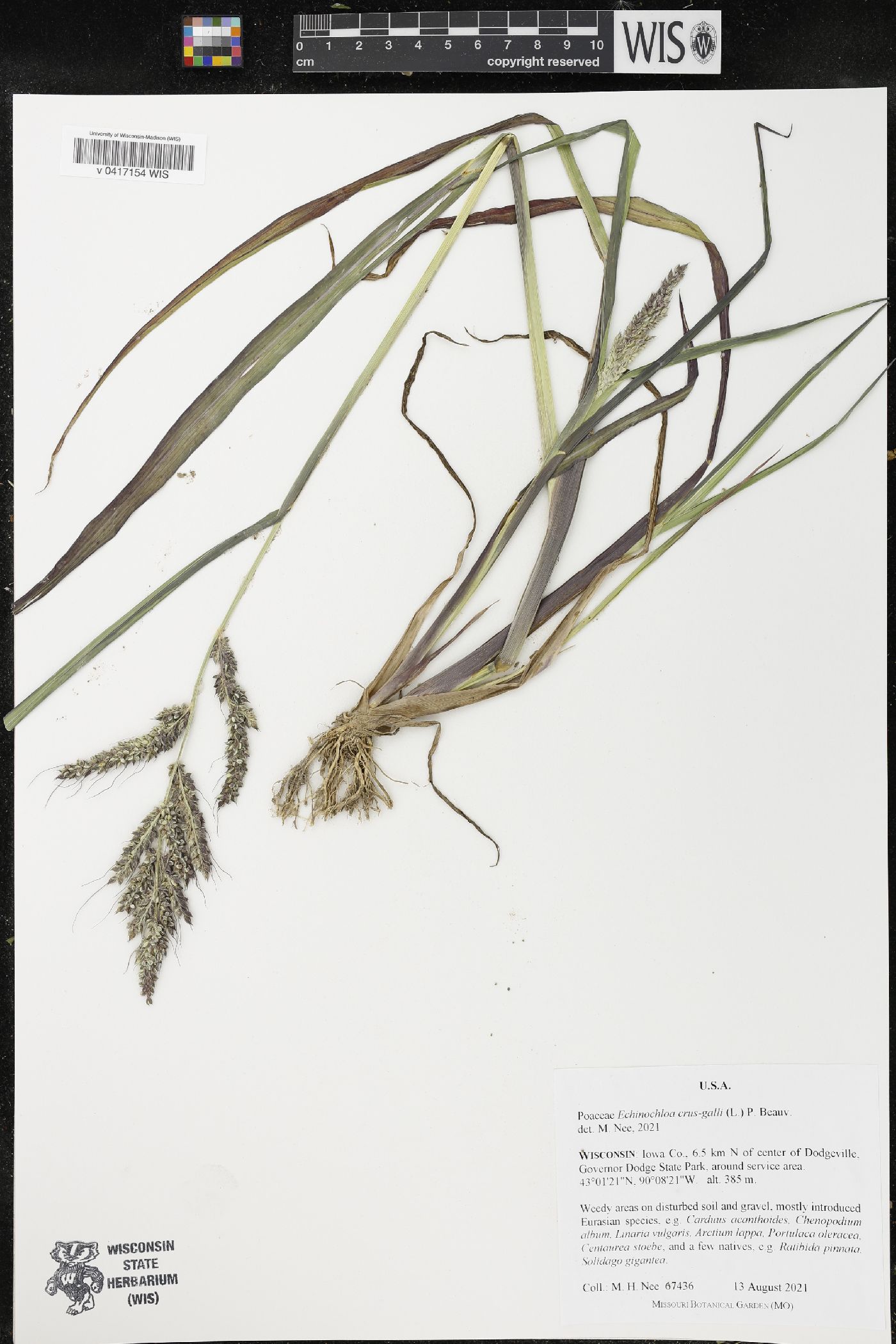 Echinochloa crus-galli image
