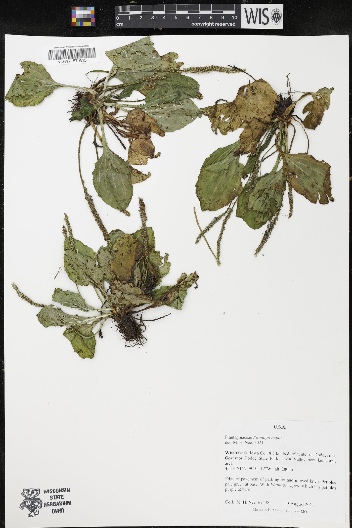 Plantago major image