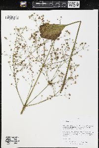 Image of Alisma