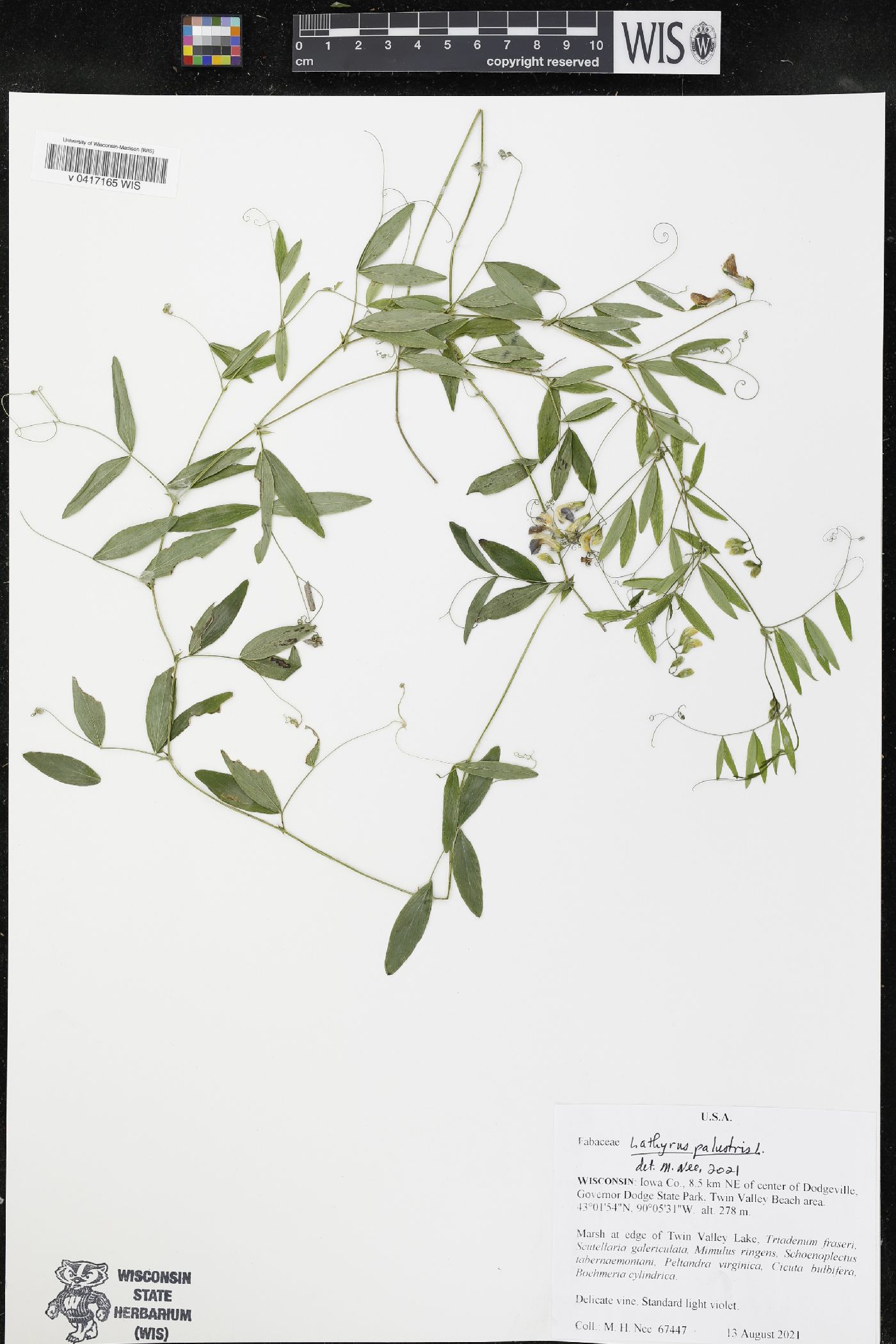Lathyrus palustris image