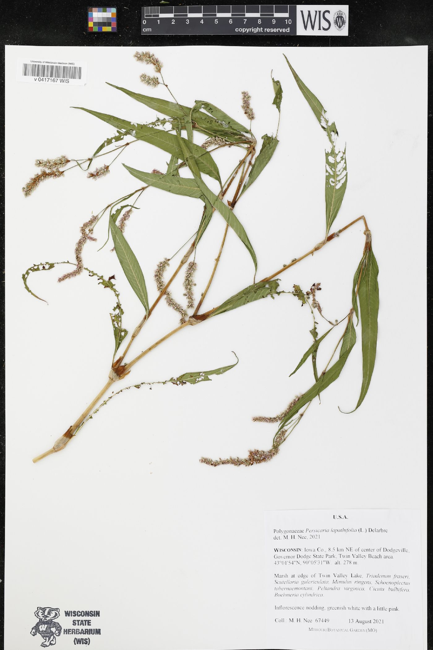 Persicaria lapathifolia image