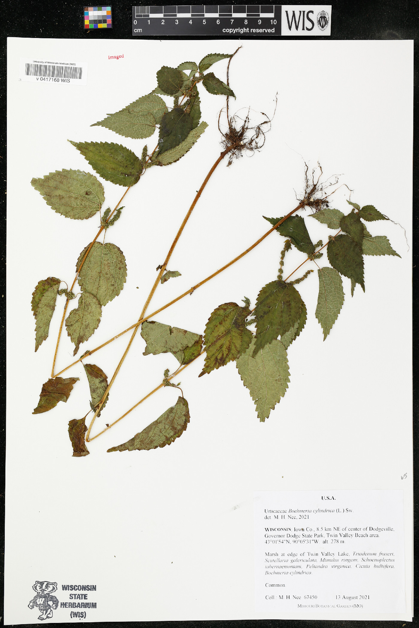 Boehmeria cylindrica image