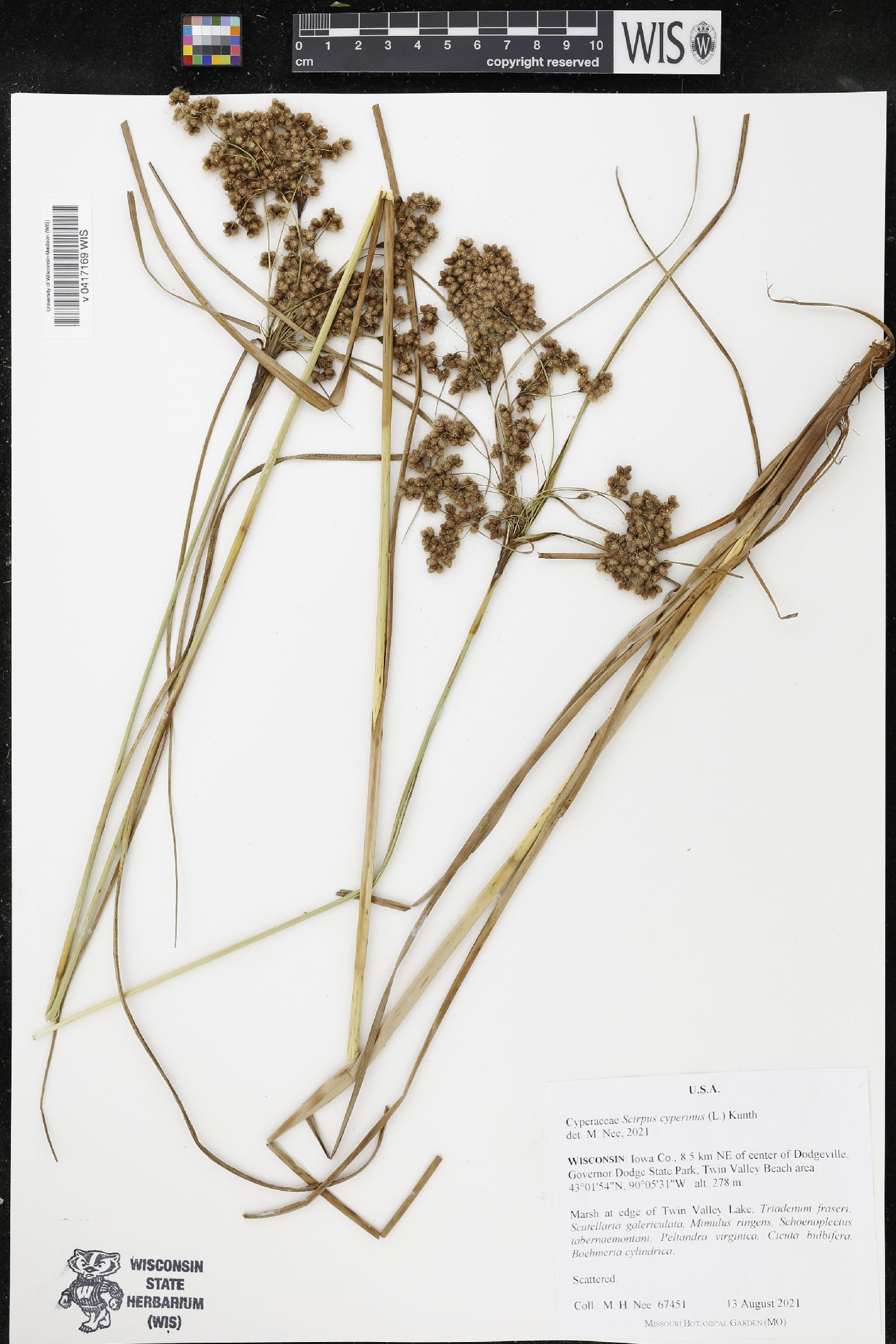 Scirpus cyperinus image