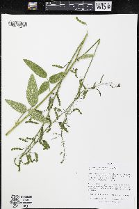 Desmodium illinoense image