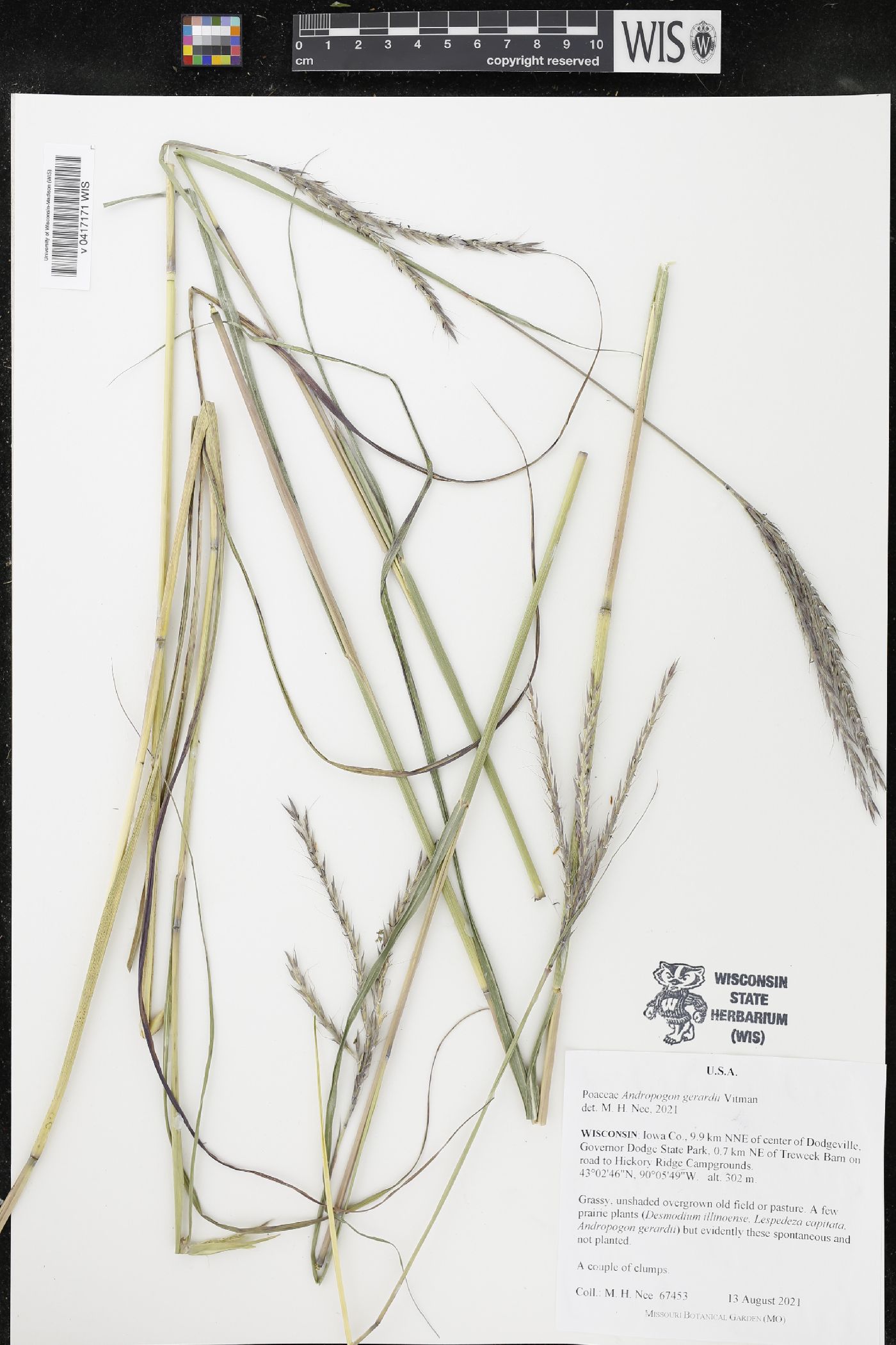 Andropogon gerardii image
