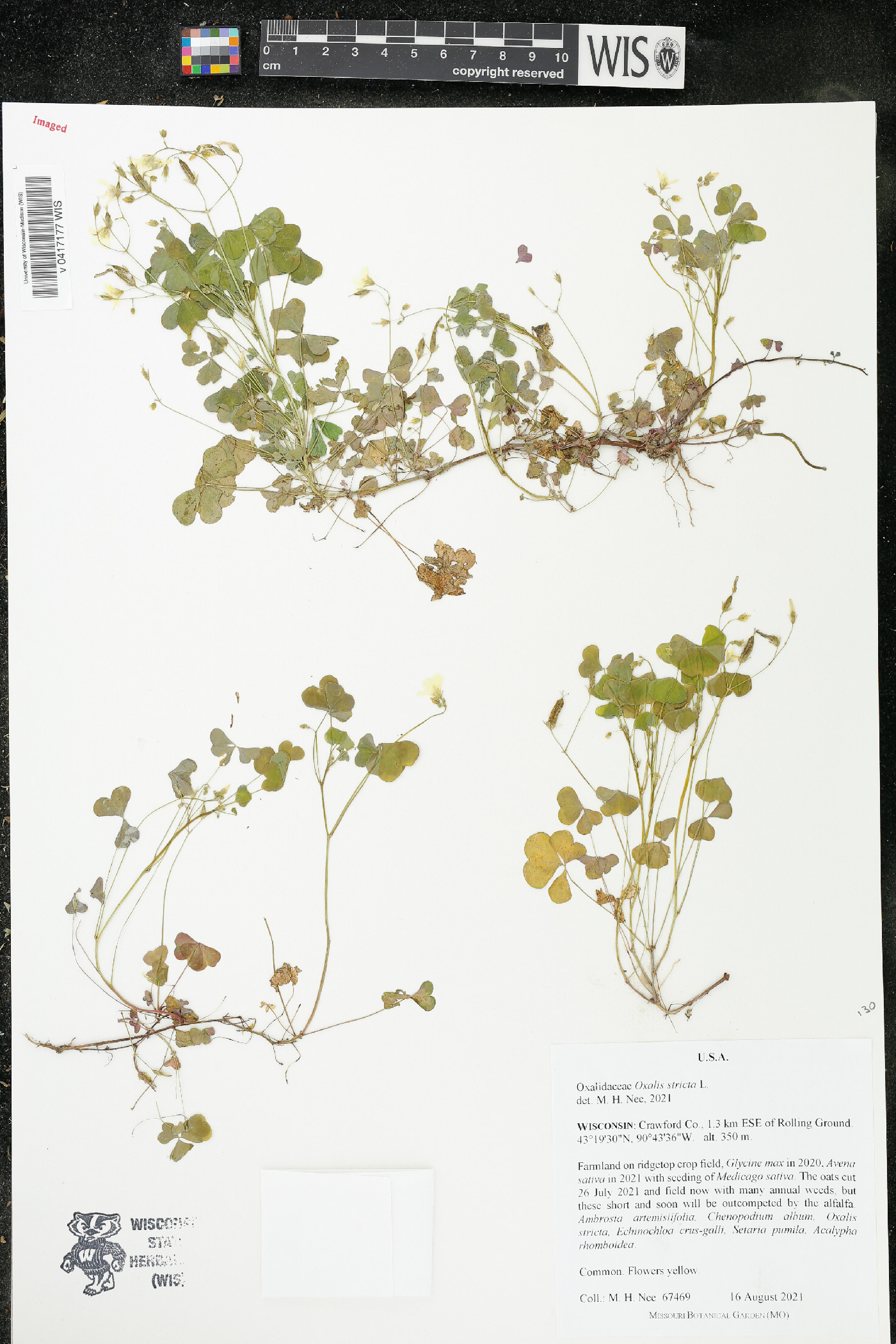 Oxalis stricta image