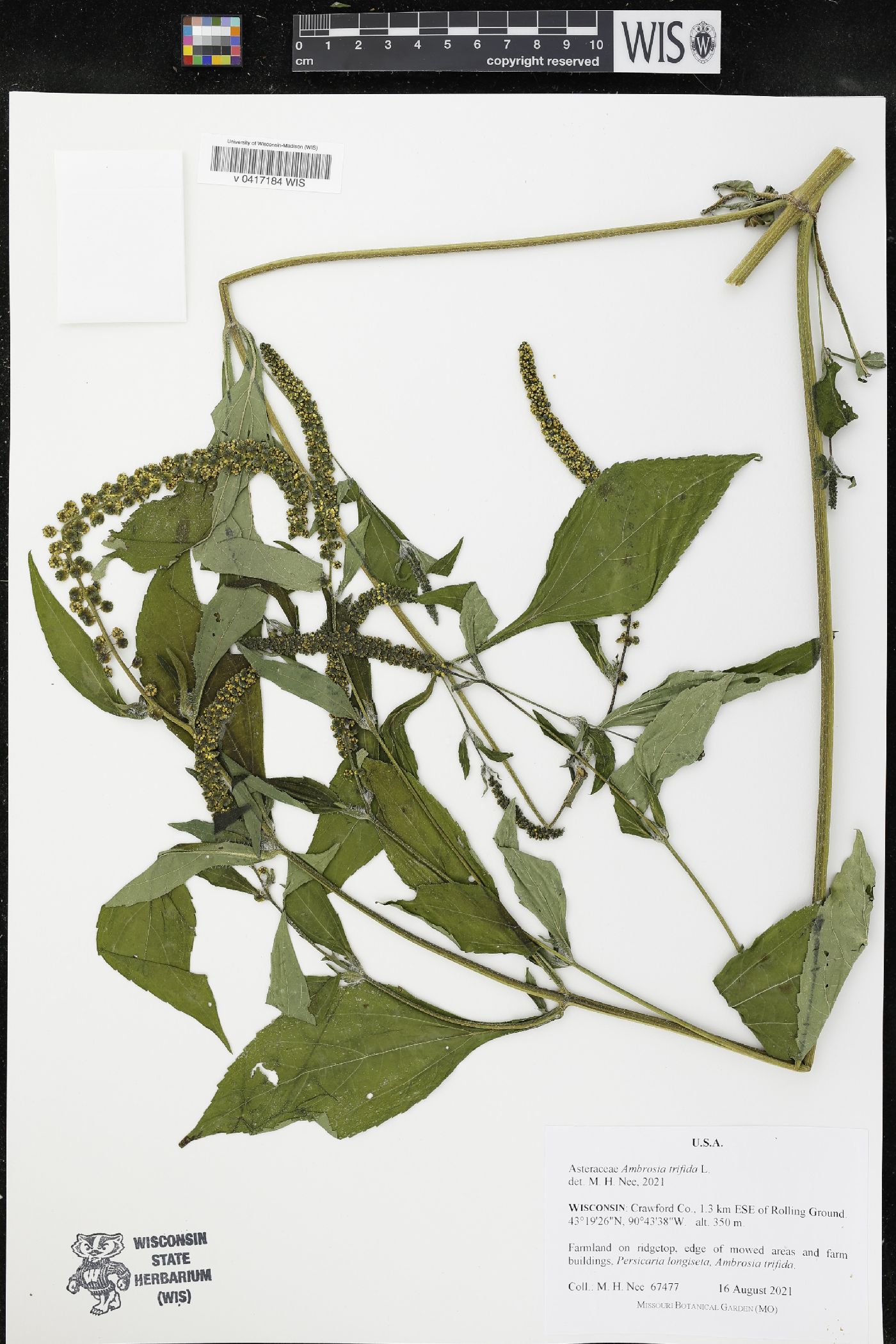 Ambrosia trifida image