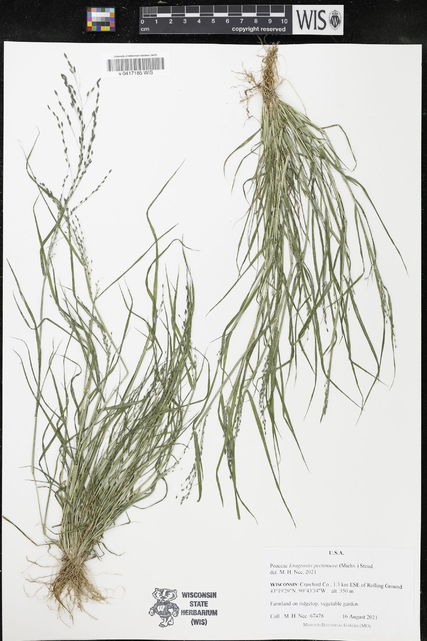 Eragrostis pectinacea image