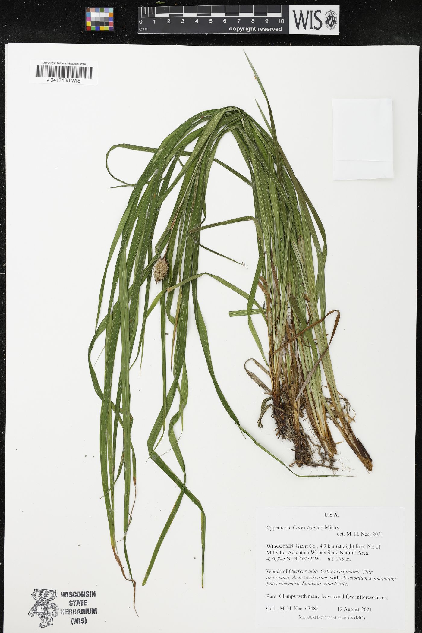 Carex typhina image