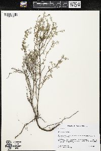 Salvia thymoides image