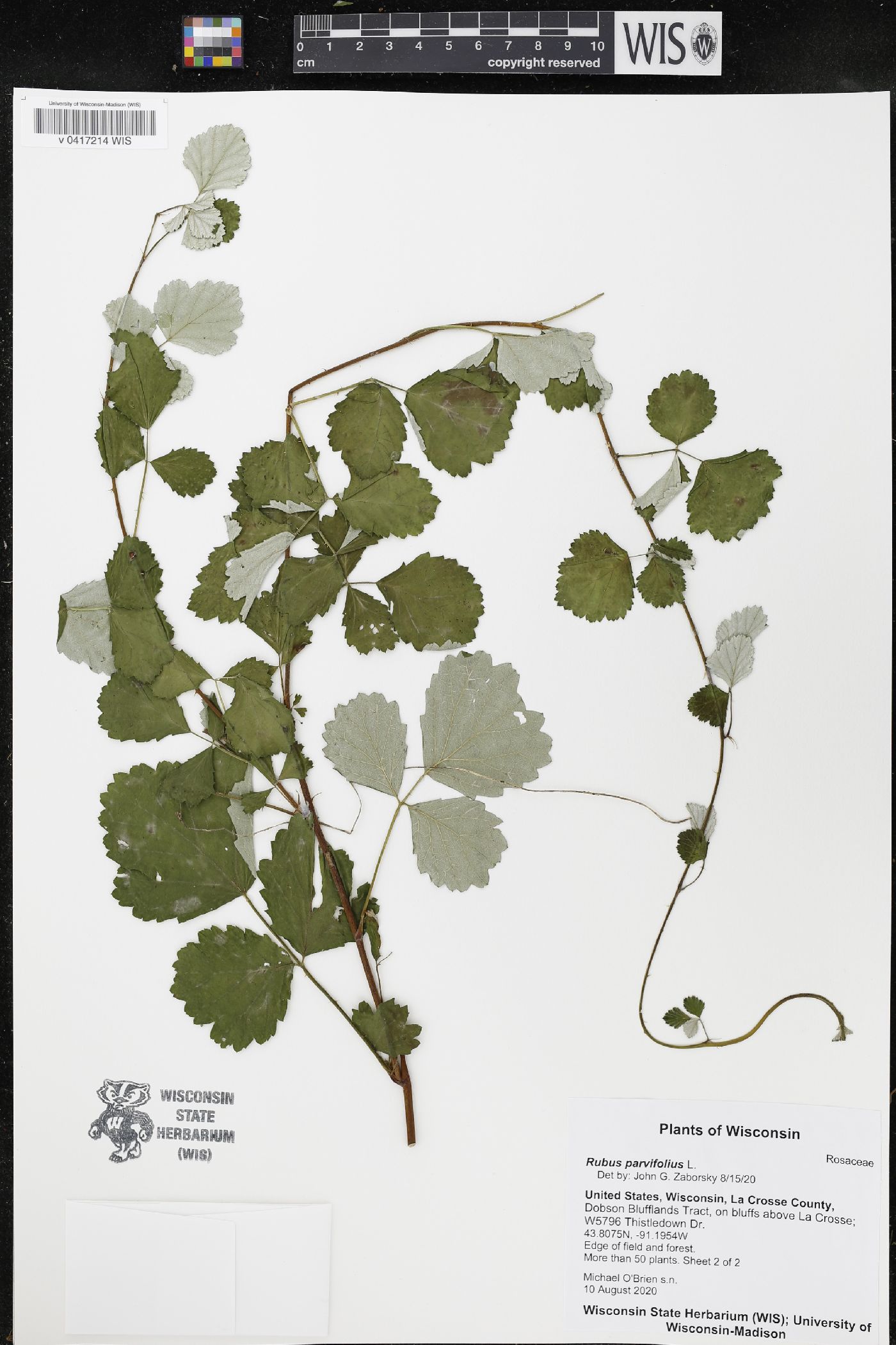 Rubus parvifolius image