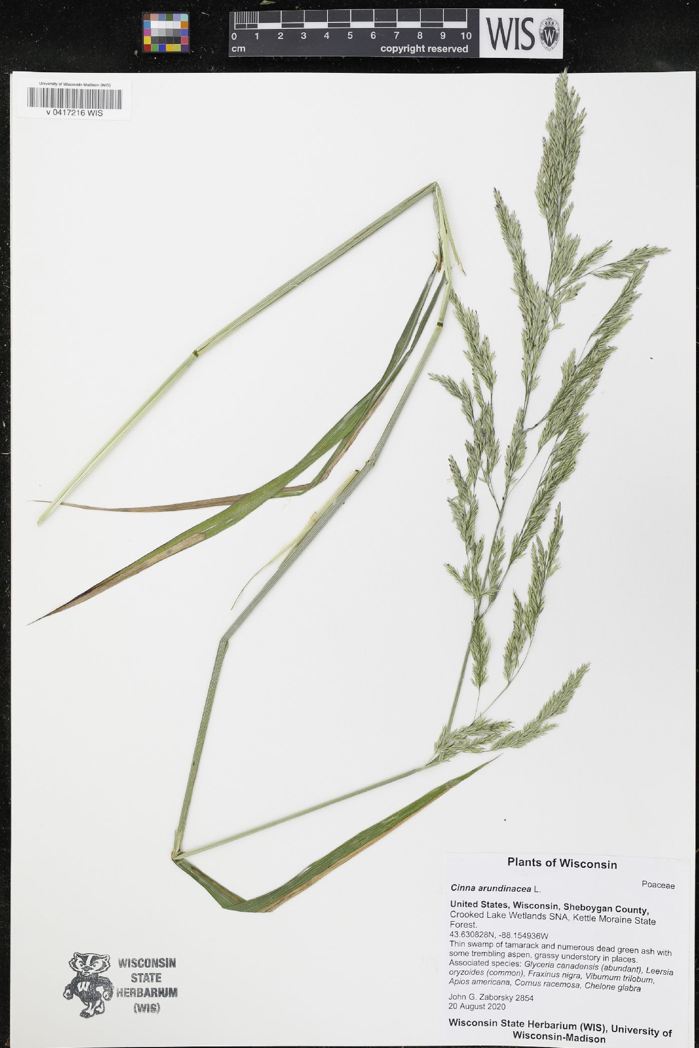 Cinna arundinacea image