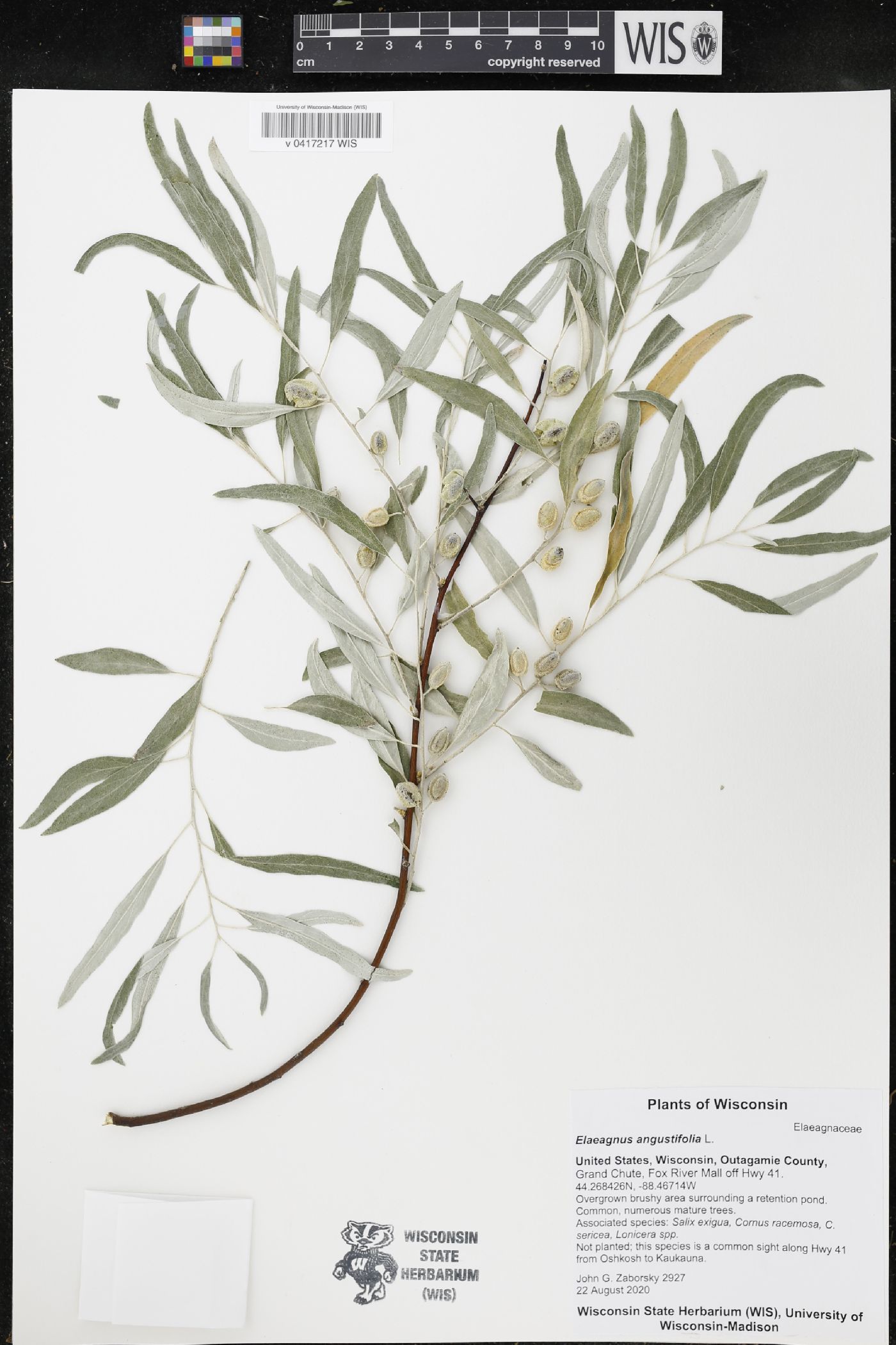 Elaeagnus angustifolia image