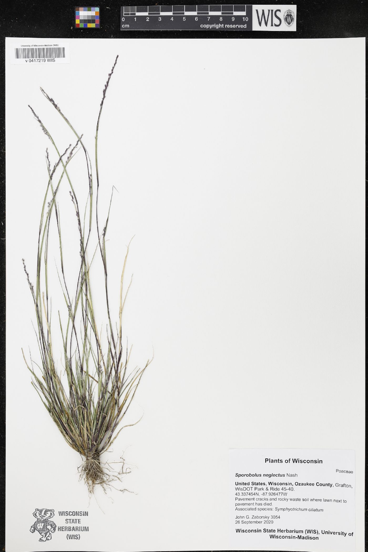 Sporobolus neglectus image