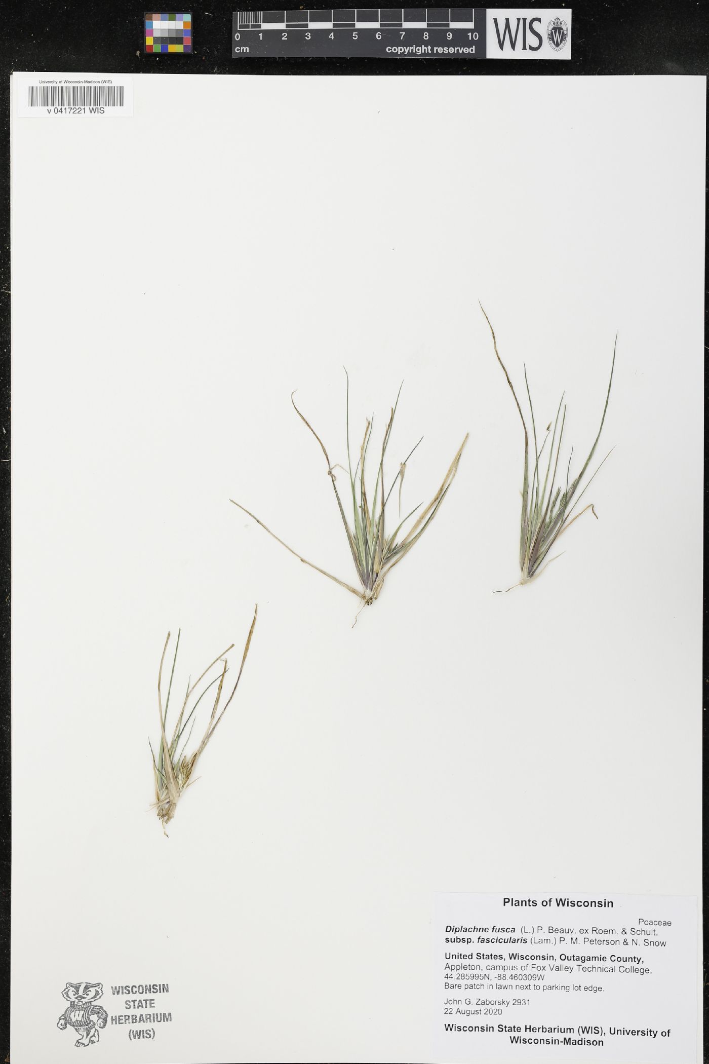 Diplachne fusca image
