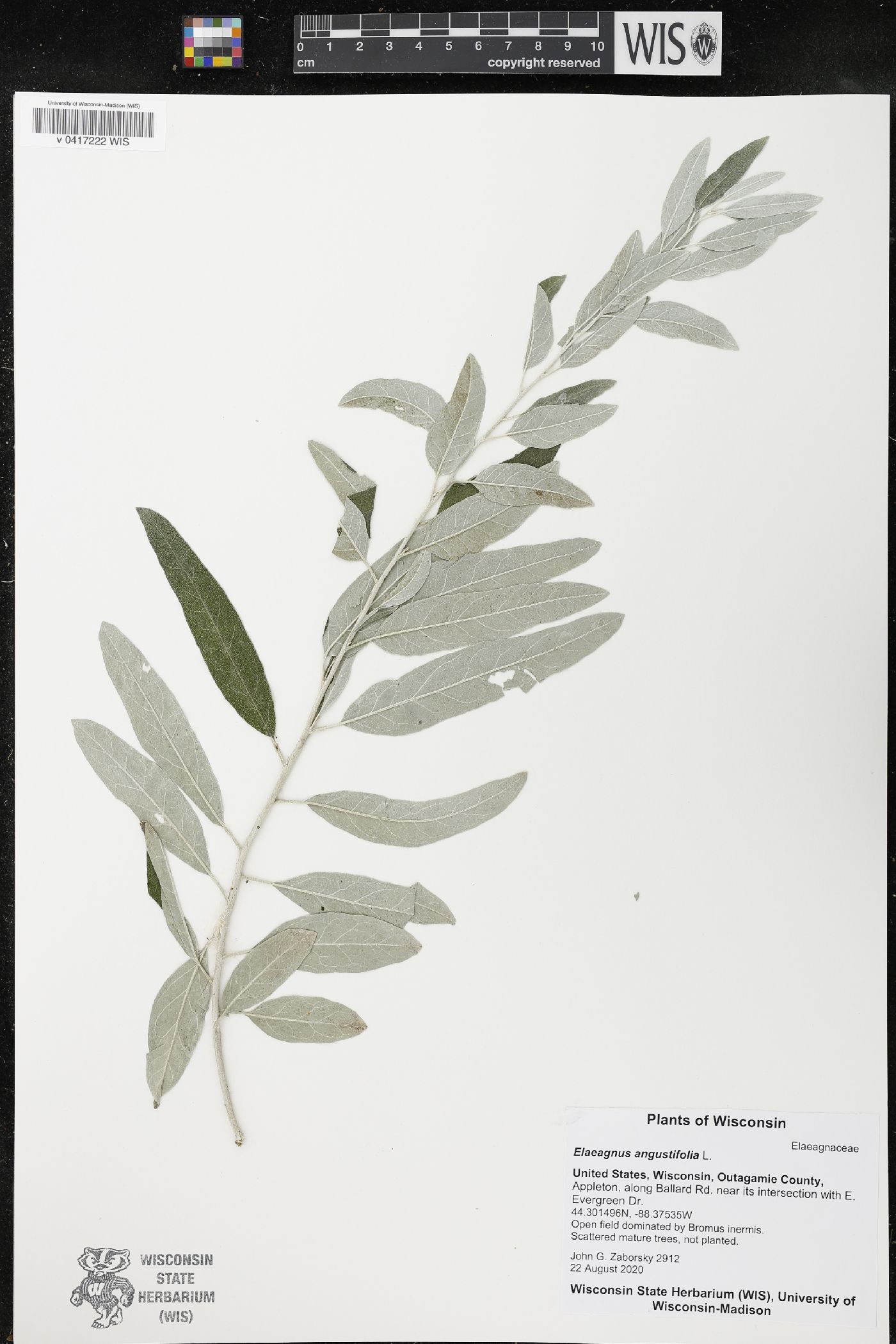 Elaeagnus angustifolia image