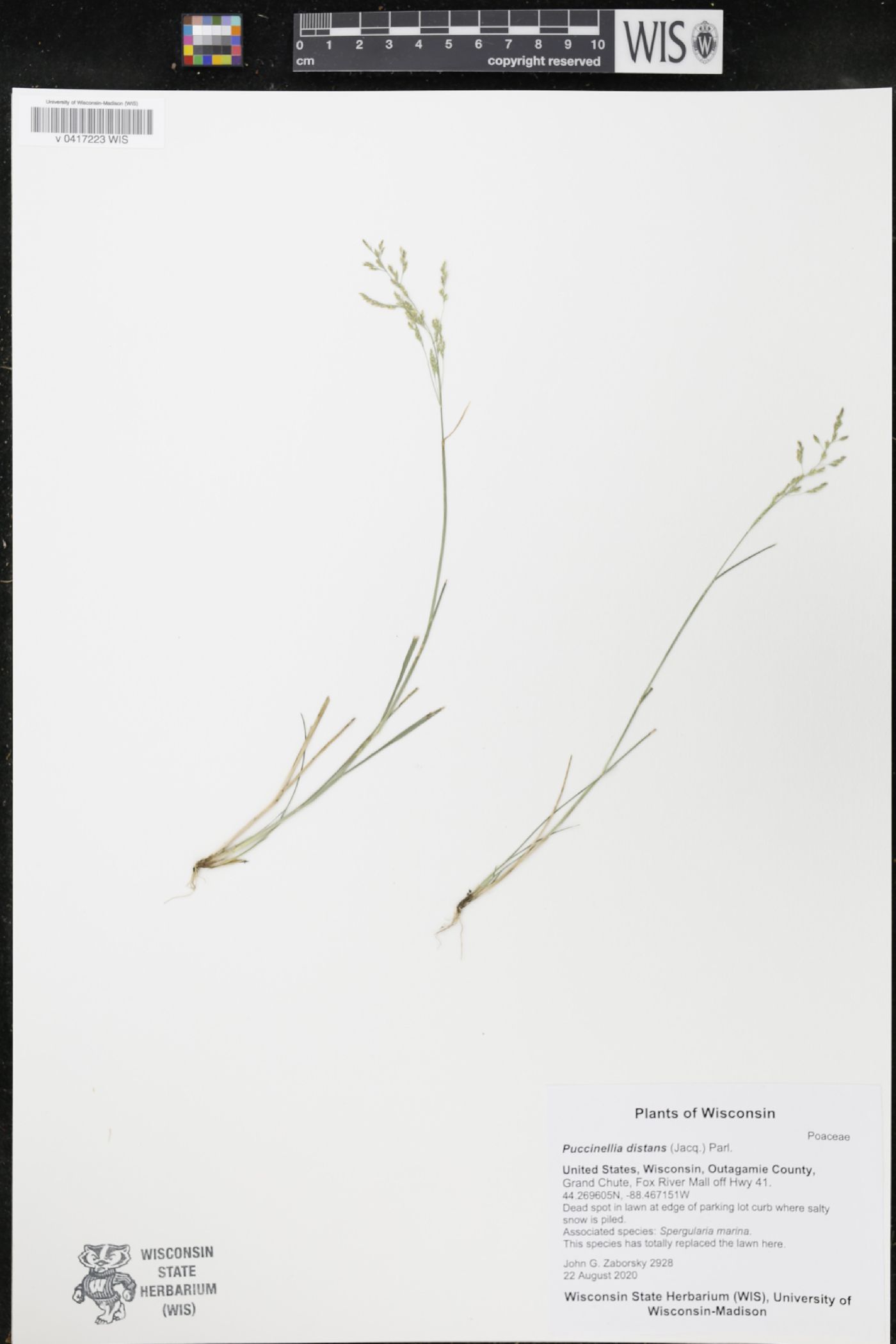 Puccinellia distans image