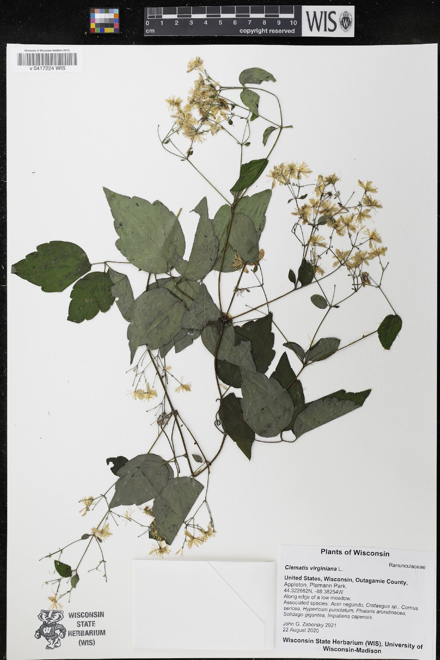 Clematis virginiana image