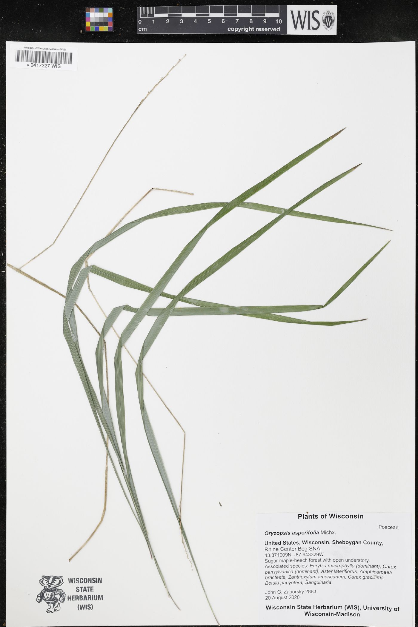 Oryzopsis asperifolia image