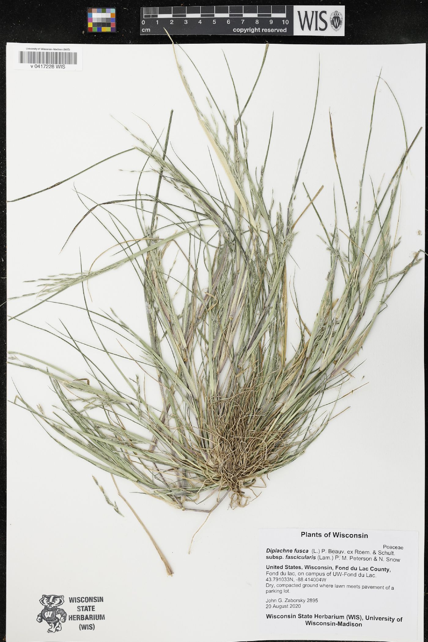 Diplachne fusca image